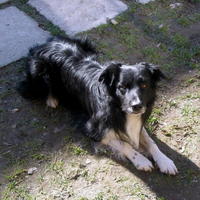 Hurry Akumulátor má bohatý rodokmeň.