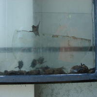 Chránené netopiere vleteli medzi okenné tabule.