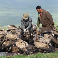 Hrobári telá porciujú a dravým vtákom už viac nechýba. Celá „ceremónia“ potom trvá iba krátko.