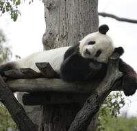Long Hui, otec novonarodeného mláďatka pandy, spí vo svojom výbehu v ZOO Schönbrunn vo Viedni.