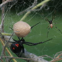 Smrteľne jedovatý pavúk čierna vdova