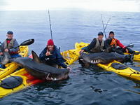 Hazardéri v kajakoch vytiahli z vody až dvestokilové žraloky.