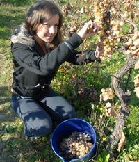 „Cibéby sa zbierajú až po prvých mrazoch,“ ukazuje vinohradníčka Katarína Verbírová.