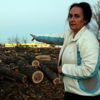 Levičanka Beáta Nichtová smúti za vyklčovaným lesom.