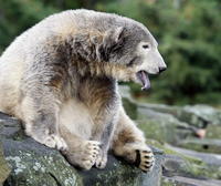 Po roku je z milého macka, ktorý sa stal hviezdou berlínskej zoo, dospelý a pre človeka životu nebezpečný medveď.