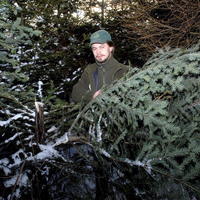 Ekológ ŠL TANAP-u Pavol Spitzkopf (30) ukazuje zničený stromček, ktorý padol za obeť hľadaniu „tej pravej“ jedličky.