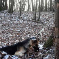 Takto našiel utýraného psíka Tomáš Brož zo Zvolena.