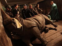 Nemeckí veterinári z Berlína v sobotu umelo oplodnili samičku nosorožca.