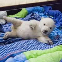 Vločka pozoruje fascinovane svoj obraz v zrkadle.