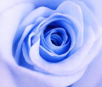 Vedci do buniek ruže vložili gén, ktorý produkuje modrú farbu.