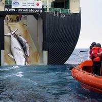 Cynický nápis hlása, že ide o výskum v súlade s medzinárodným dohovorom o pravidlách lovu veľrýb.