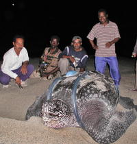 Fotka z roku 2003, keď korytnačku vyprevádzali na cestu.