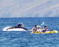 Tisíce  veľrýb  sa v zimnom období presúvajú k Havajským ostrovom.