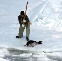 Útek o život. Nešťastný tuleň však lovcovi neunikol...