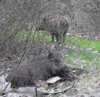 Ranná idylka v borovicovom háji v Košiciach - jeden diviak leží, druhý neďaleko hľadá potravu.