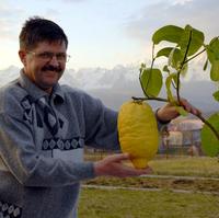 František Nahalka (48) vypestoval pod Tatrami mamutí citrón.