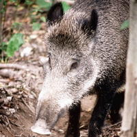 Ilustračný obrázok