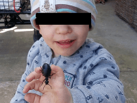 Varovanie pred jedovatým chrobákom, žije aj na Slovensku: Oliver na FOTO mohol prísť o život!