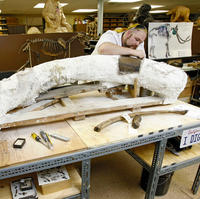 Nález kostry kolumbijského mamuta