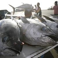 Rybolov tuniakov