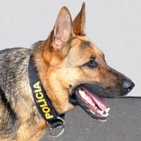 Policajný pes vycvičený na vyhľadávanie výbušnín