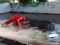 Najhorší deň v práci: Zabávač vopchal hlavu do krokodílej tlamy, toto turisti nečakali