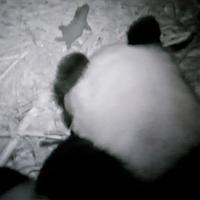 Narodenie mláďatka pandy Bai Yun