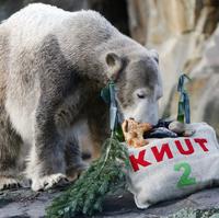 Medveď Knut, hviezda berlínskej zoo