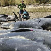 Cez víkend uhynulo na Novom Zélande až 125 veľrýb.