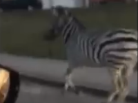 Safari na najväčšom sídlisku v Nitre: VIDEO Ľudia neverili vlastným očiam, zebra na zebre