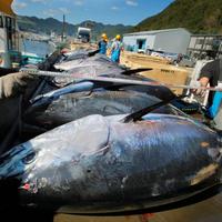 Farma s tuniakmi v Japonsku