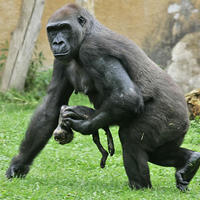 Gorilla Gana