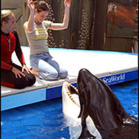 Kosatka s cvičiteľkou (vľavo) a herečkou Evangeline Lilly