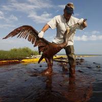 Záchranár vyťahuje pelikána nasiaknutého ropou