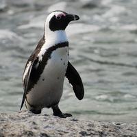 Tučniak okuliarnatý