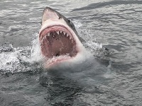 Morský biológ radí: Toto pri strete so žralokom nikdy nerobte! Môže vás to stáť život