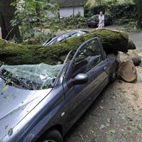Búrka v Nemecku vyvracala stromy
