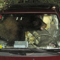 Vystrašený medveď demoluje interiér auta