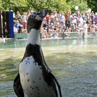 Tučniak v košickej ZOO