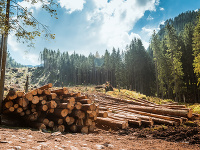 Únia miest Slovenska žiada stiahnutie novely zákona o ochrane prírody, ktorá upravuje výrub drevín