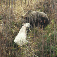 Útočiaci medveď