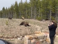 VIDEO Turistka provokovala medvediu rodinku v národnom parku: Krutá dohra, poriadne to oľutovala