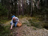 FOTO Strašidelný objav v lese: Žena zbierala huby, keď zrazu zbadala výjav ako z hororu