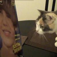 Justin Bieber verzus mačka