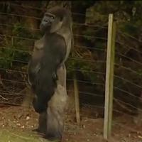 Vzpriamená Gorila