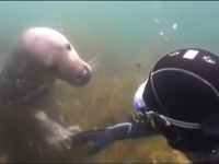 VIDEO Stretnutie s tuleňom obletelo svet: Potápač netušil, čo od neho chce, potom sa stalo toto!