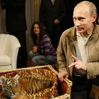 Ruský premiér Vladimír Putin s dvaapolmesačnou tigricou Serga