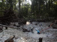 Otrasný objav v peruánskom dažďovom pralese: Vedkyňa nechcela veriť, keď to videla