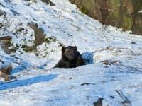 Šokujúce zistenie vedcov: Medveď sa zobudil z hibernácie a spáchal katastrofálny čin
