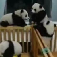 Malé pandy sú hravé ako deti